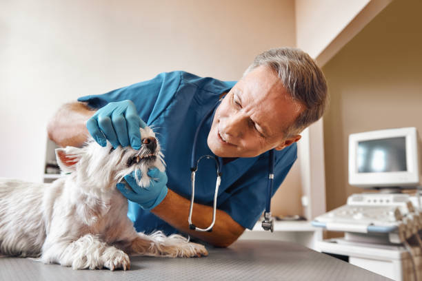 Best Emergency Tooth Extraction in Wintersville, OH